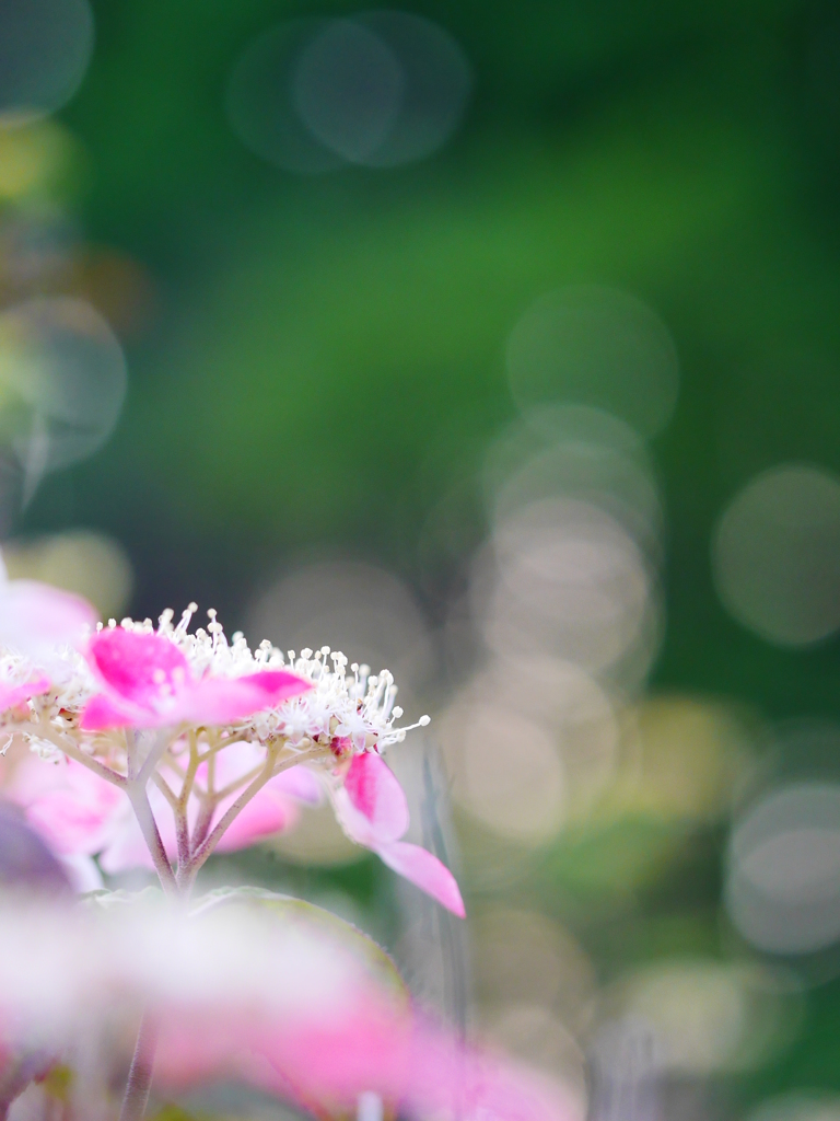 2014.07.15 AZISAI part2(3)