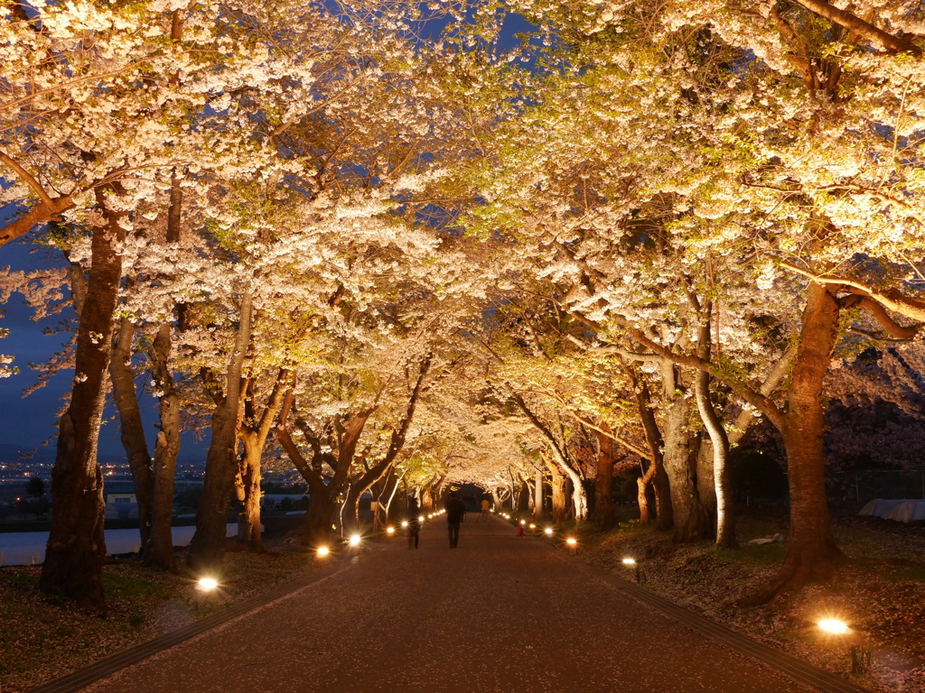 2014.05.09 桜ざんまい(3)