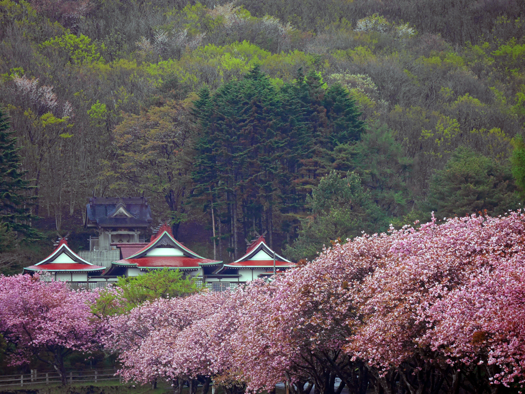 2016.05.17 道南里山SAKURA