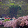 2016.05.17 道南里山SAKURA