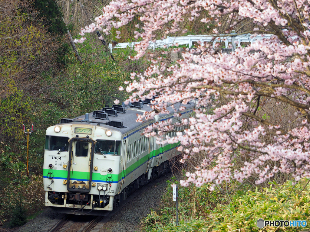 2016.04.28 桜満開(^^♪