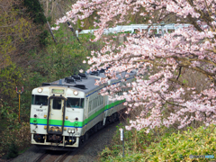 2016.04.28 桜満開(^^♪