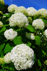 紫陽花８