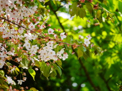 2014.05.10 身近な桜(4)