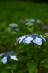 雨露の紫陽花　４