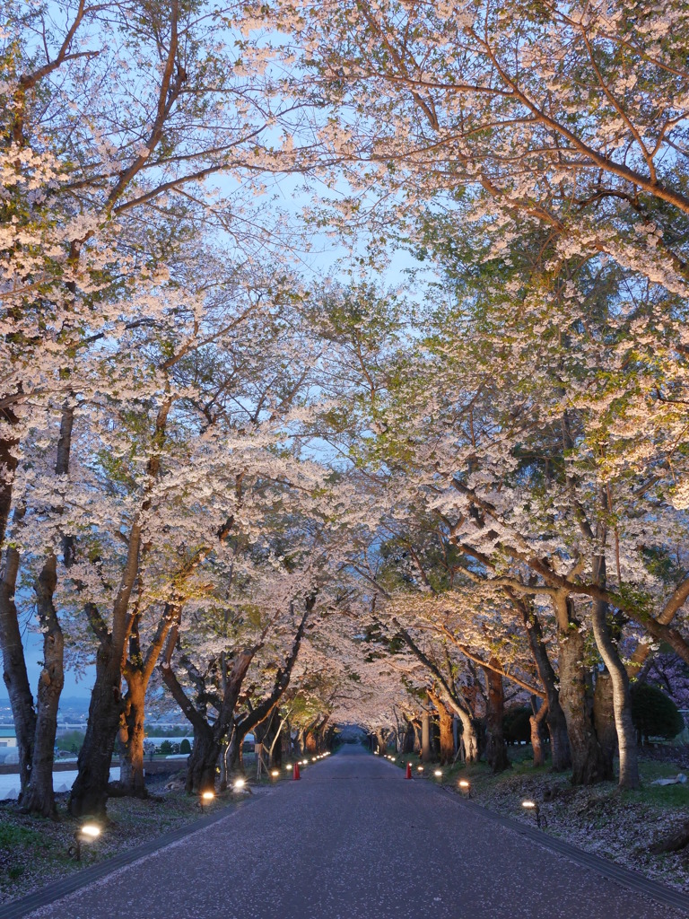 2014.05.09 桜ざんまい(2)