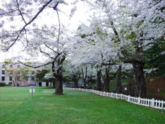 2014.05.10 水源地の桜(1)