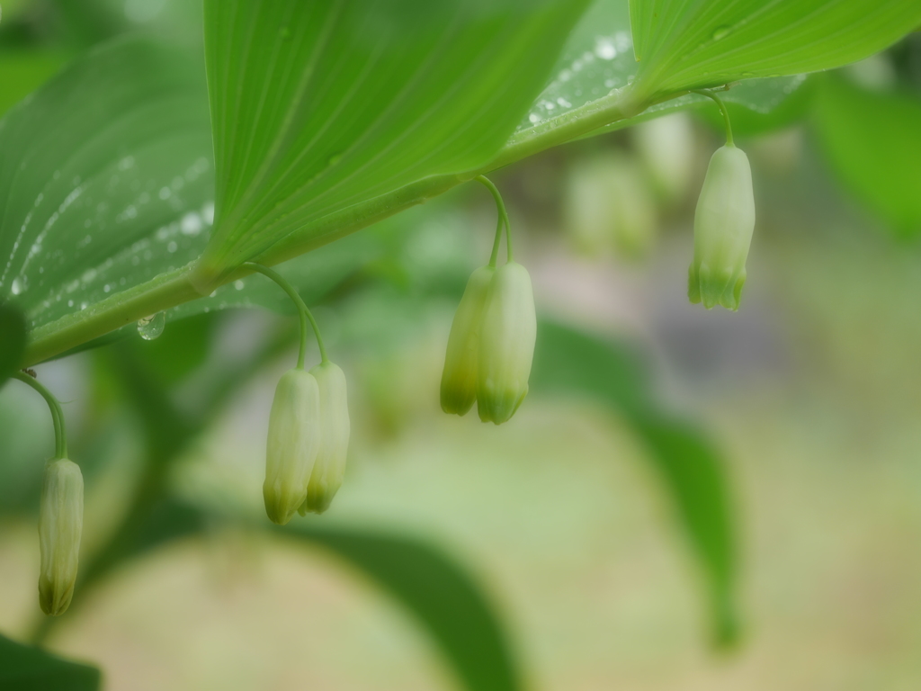 2014.06.14 市街地公園の花々(2)