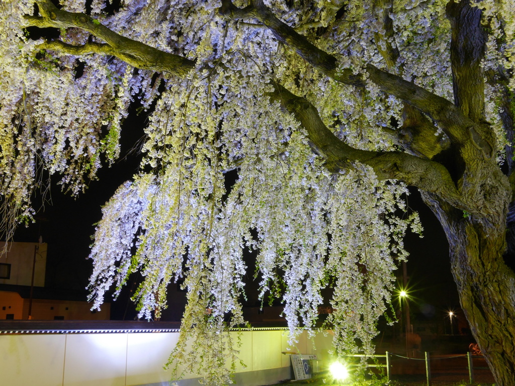 2014.05.07 桜回廊(10)