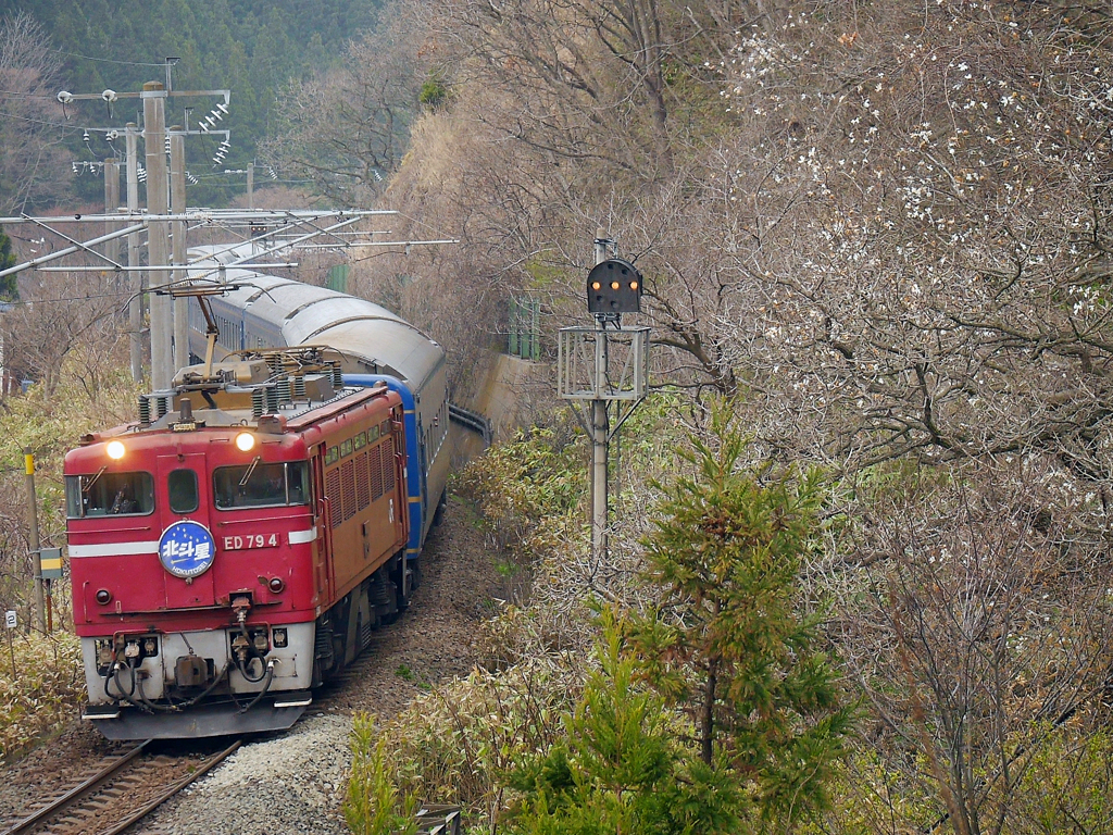 2015.04.24 今朝の8007ﾚ：３分咲きの桜とコラボ♪