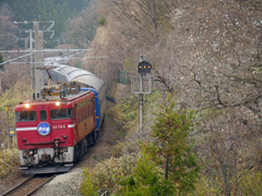 2015.04.24 今朝の8007ﾚ：３分咲きの桜とコラボ♪