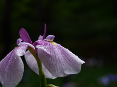 2014.07.11 道南初夏の花々(6)