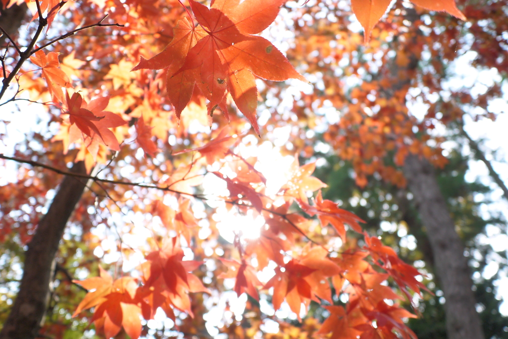2013.11.4 道南の紅葉(5)