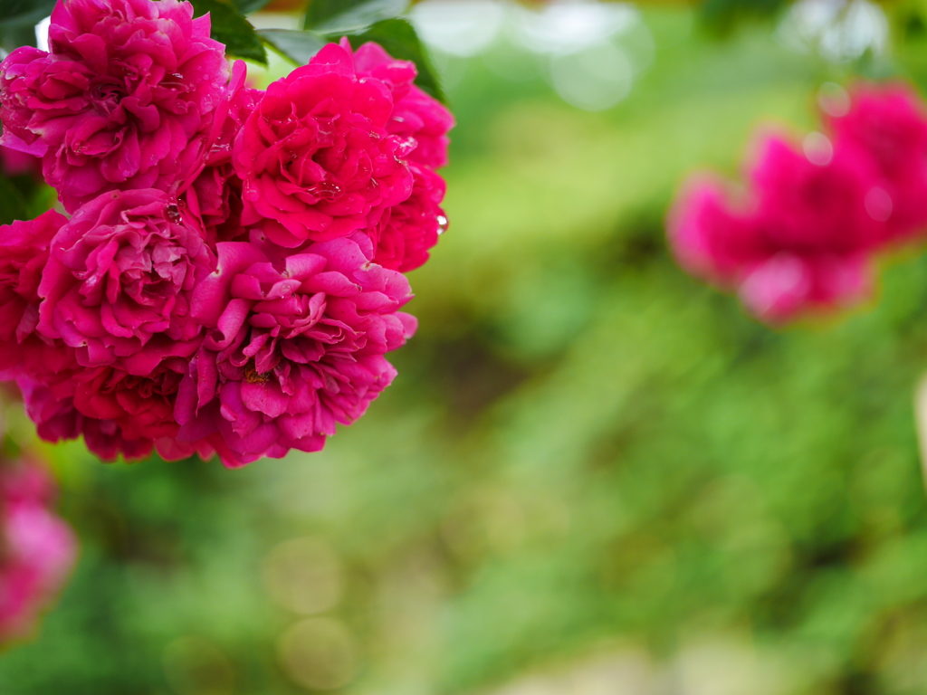 2014.07.11 道南初夏の花々(4)