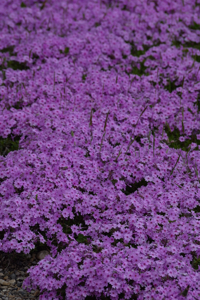 神社の芝桜１