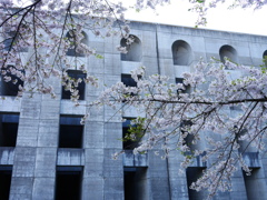 2014.05.10 水源地の桜(6)