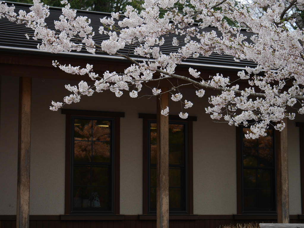 2014.05.05 道南・春爛漫(7)