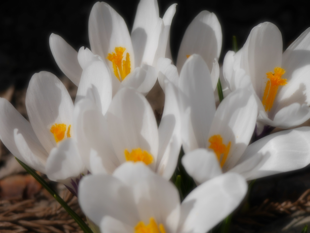 2014.04.13 いっせいにspring(2)