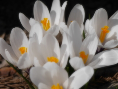 2014.04.13 いっせいにspring(2)
