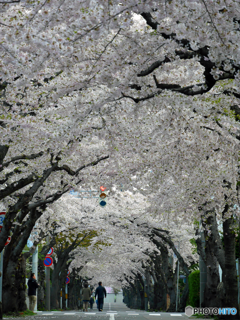 2016.05.02 住宅街の桜トンネル