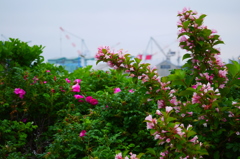 2014.06.18 港の草花たち(2)