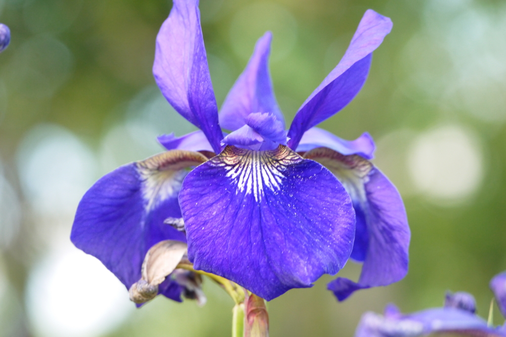 菖蒲２