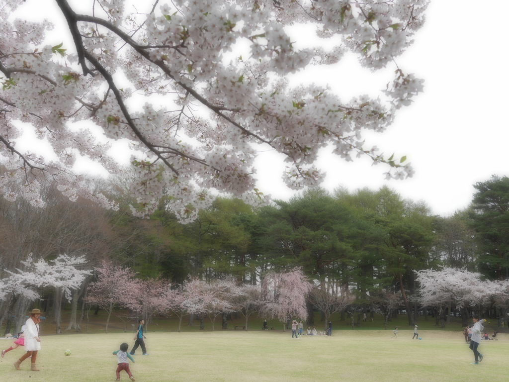 2014.05.05 道南・春爛漫(10)