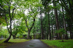 リスが遊ぶ森