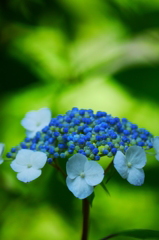 紫陽花６