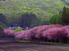 2017.05.20 道南・里山桜(FINAL)：日本の原風景