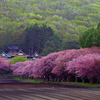 2017.05.20 道南・里山桜(FINAL)：日本の原風景