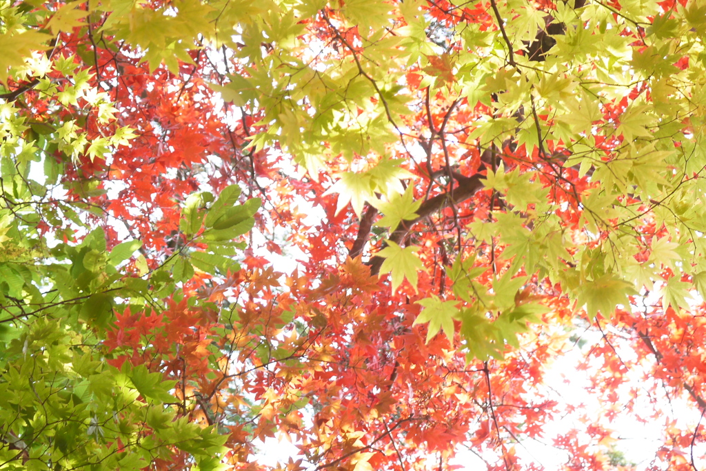2013.11.4 道南の紅葉(17)