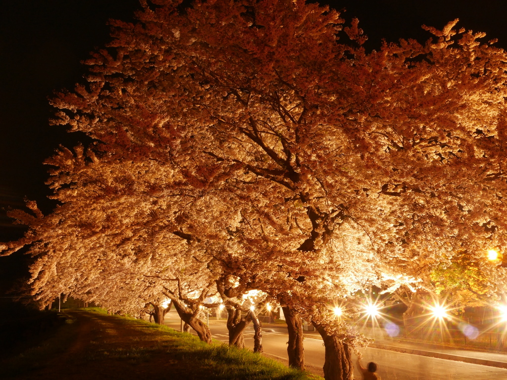 2014.05.07 桜回廊(9)