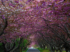 2017.05.20 道南・里山桜(1)：桜トンネル