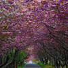 2017.05.20 道南・里山桜(1)：桜トンネル