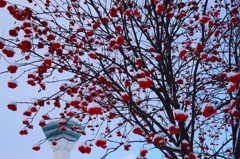 2014.01.11新春冬景(1)