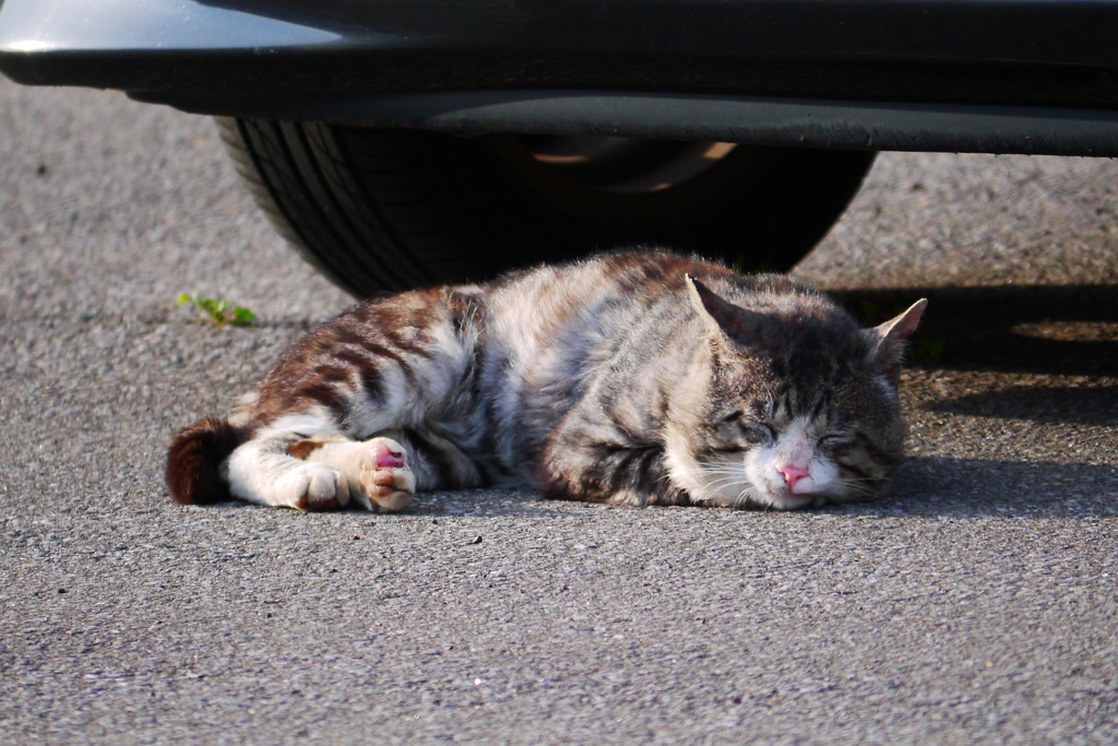 2014.06.21 １４日ぶりの晴れ間(8)