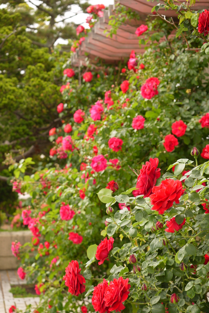 薔薇３