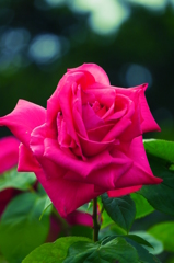 薔薇１