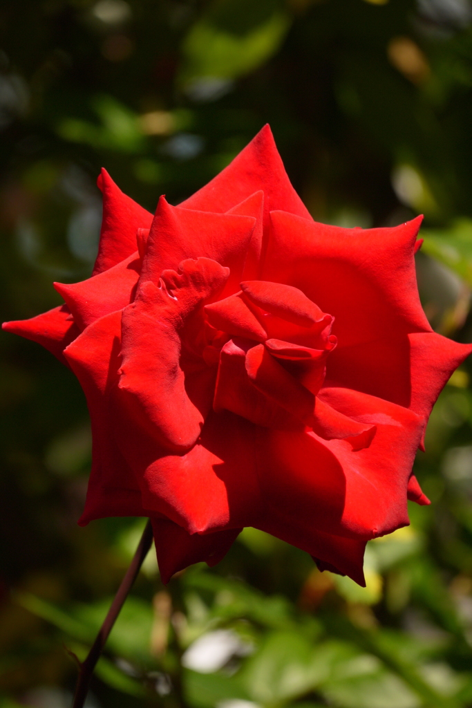 薔薇２