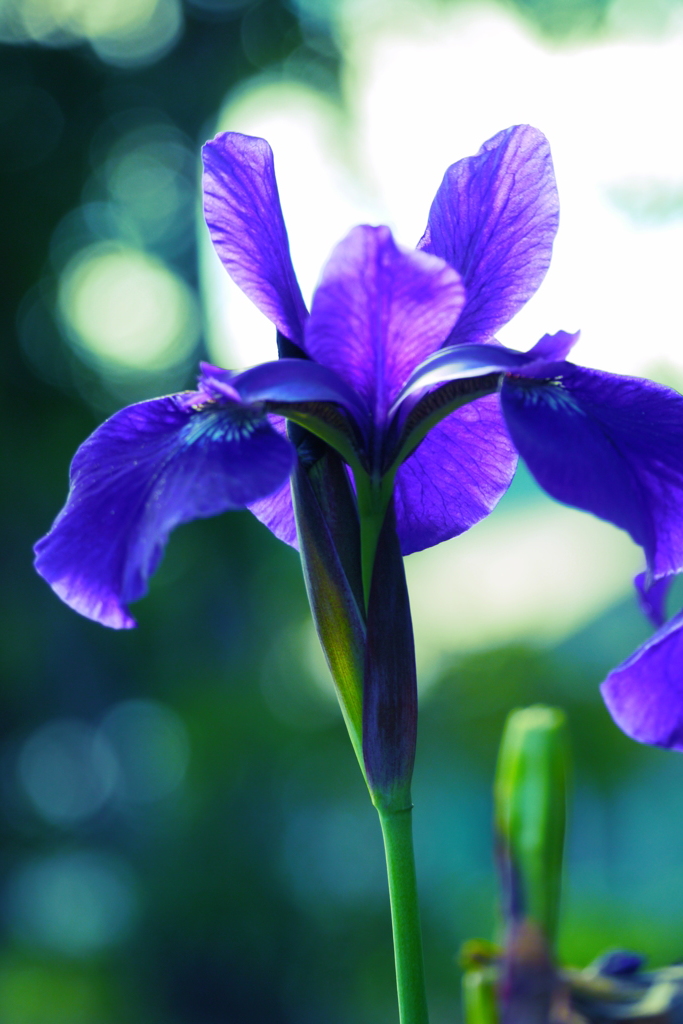 菖蒲３