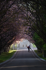 桜のお掃除