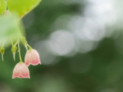 2014.06.14 蝦夷梅雨に咲く(7)