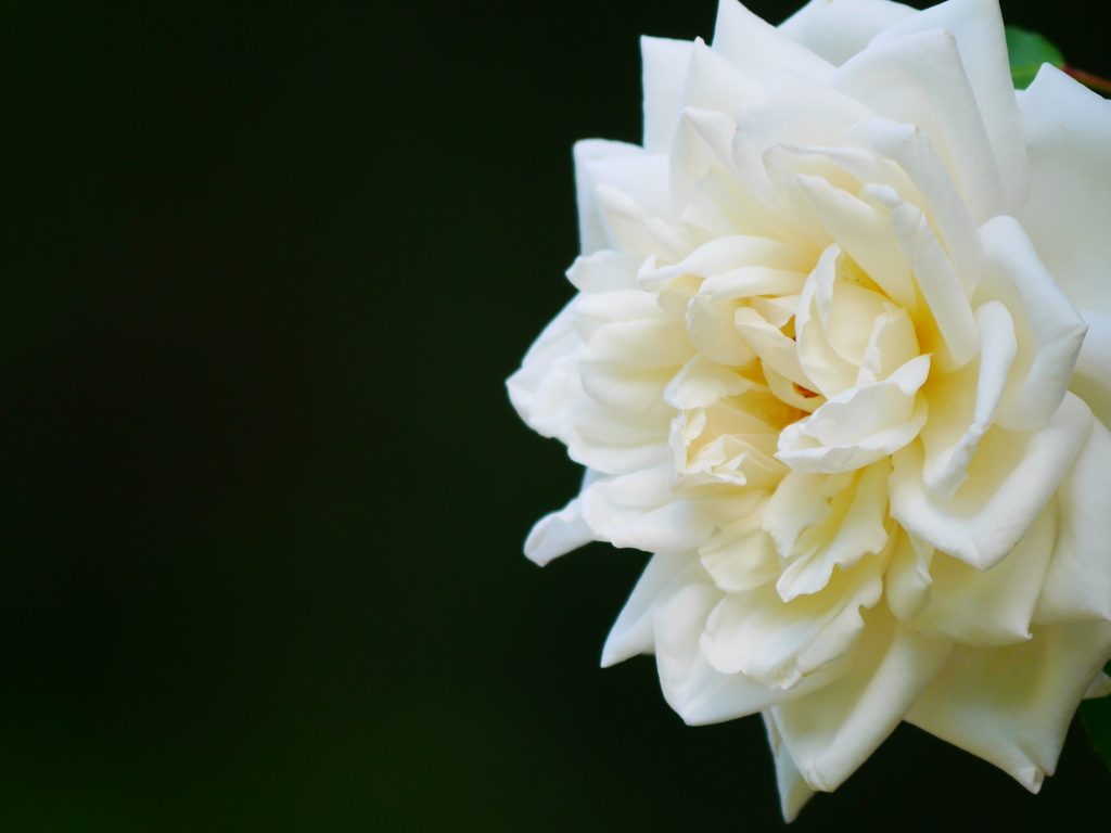 2014.07.21 道南・夏の花(2)