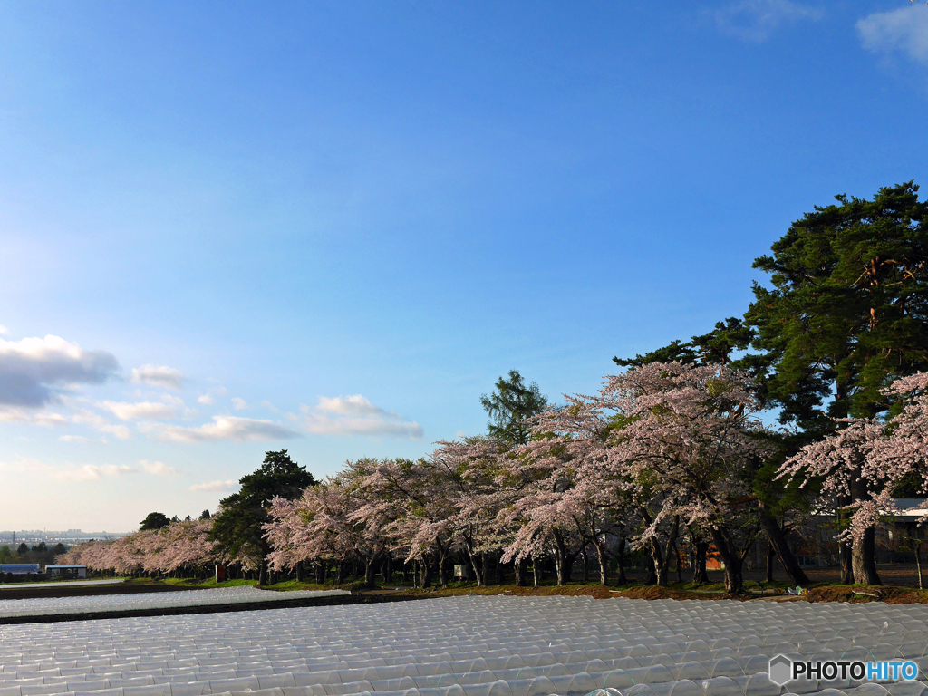 2016.05.06 桜咲く田園
