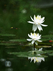 2014.07.12 公園の草花(6)