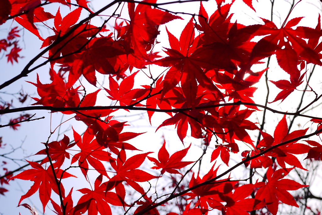 2013.11.9 道南の紅葉(17)
