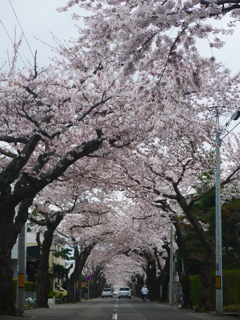 2014.05.02 道南開花(9)