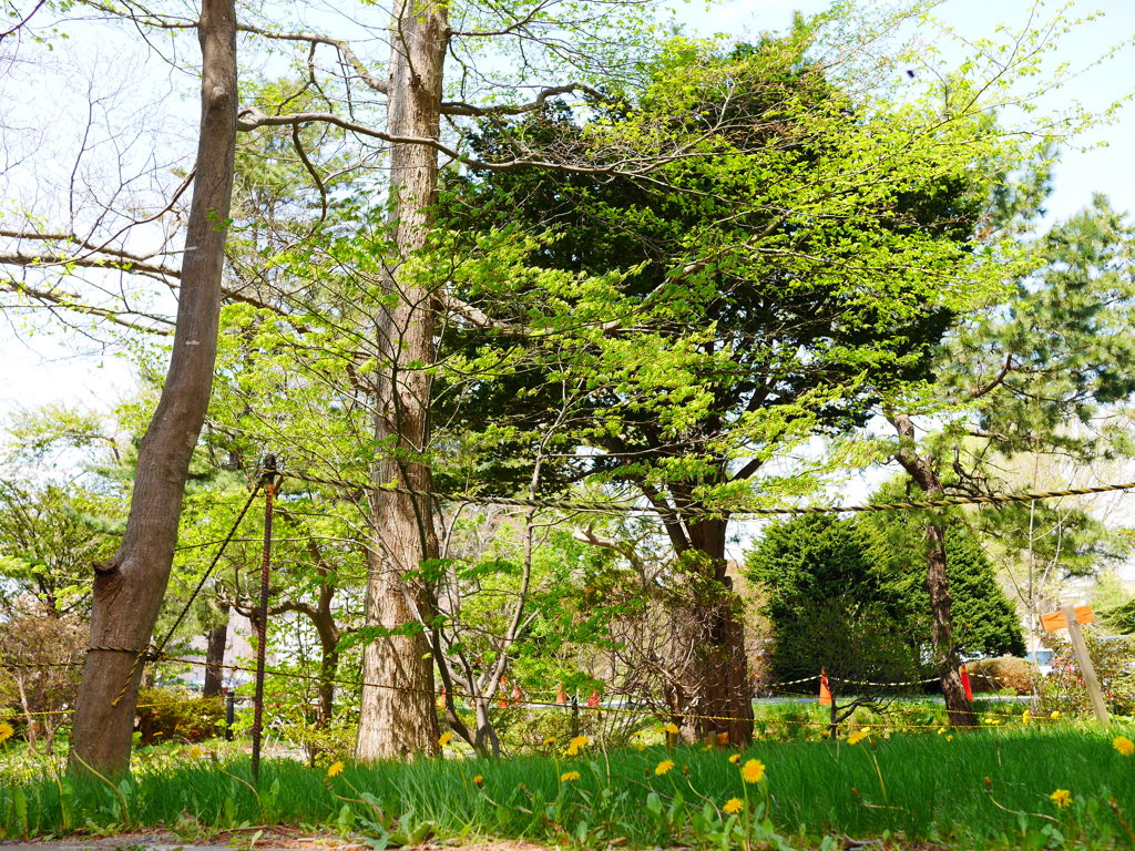 2014.05.10 緑・息吹く(1)