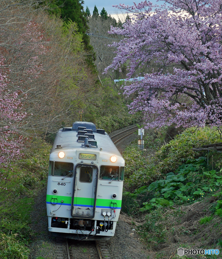 2017,05.01 桜咲く頃
